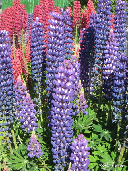 04 lupins