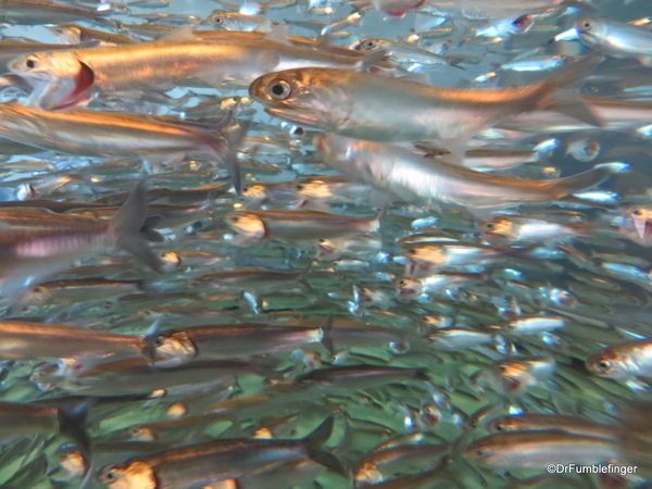 044 Monterey Bay Aquarium. Sardines