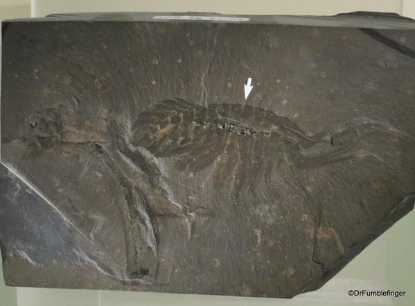 045 Royal Tyrrell Museum, Drumheller. Precambrian