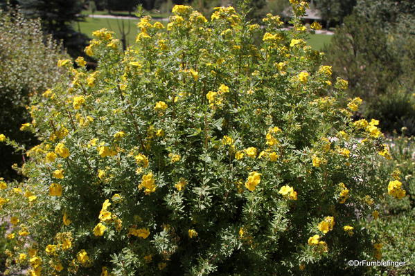 Betty Ford Alpine Garden, Vail