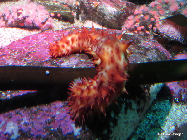 047 Monterey Bay Aquarium. Sea Cucumber