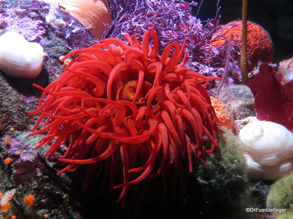 048 Monterey Bay Aquarium. Anenome