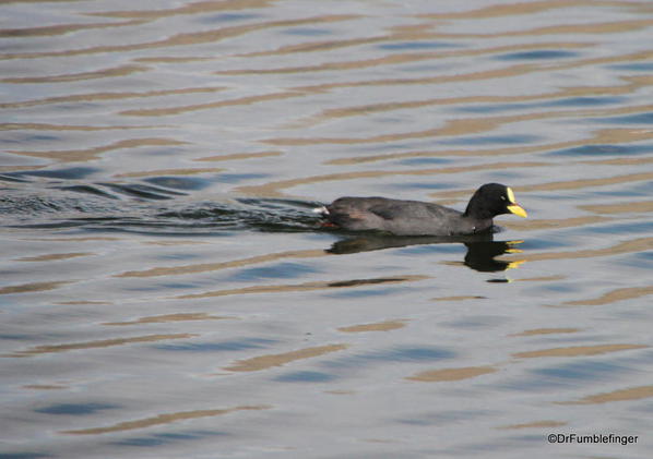 El Calafate, Argentina. Laguna Nimez Nature Preserve