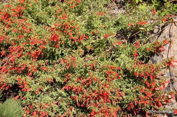 Betty Ford Alpine Garden, Vail