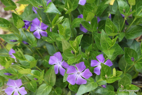 Flowers, Wawona Hotel, Yosemite National Park