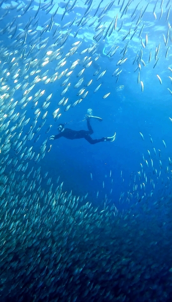 Diving with Sardines in Moalboal