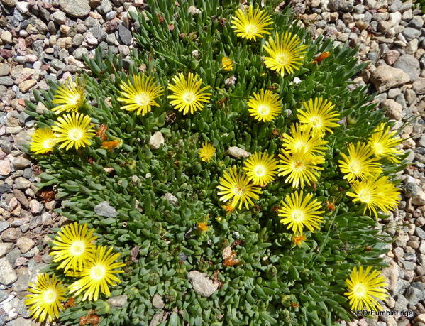 05 Betty Ford Alpine Garden