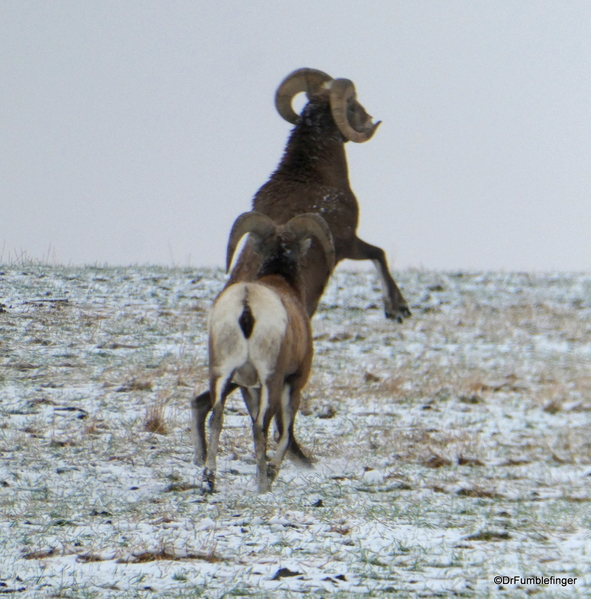 05 Bighorn Sheep SD Badlands