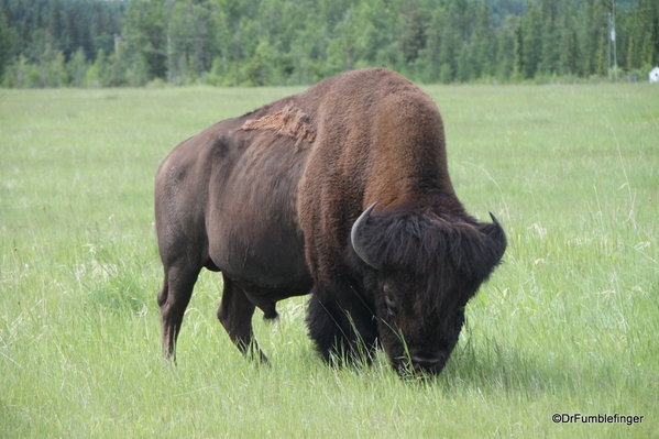 05 Bison Herd, Rocky Mountain House NHS