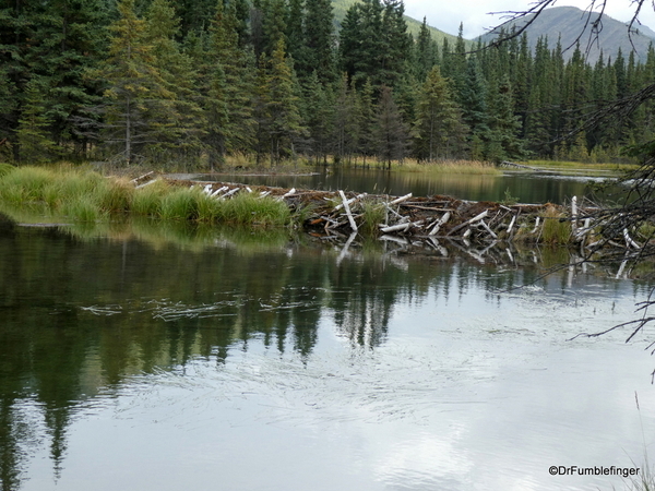 05 Denali Horseshoe Lake Hike