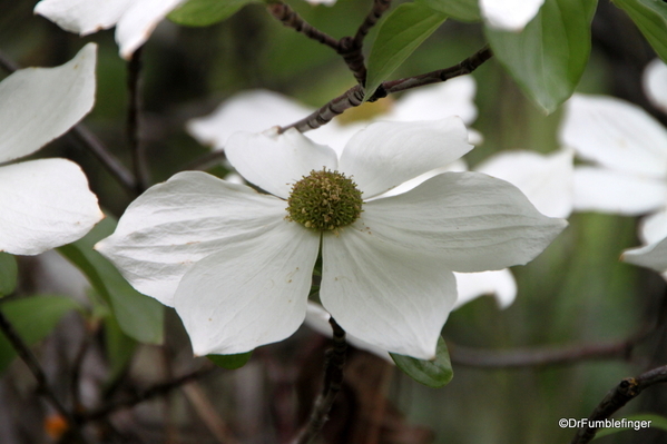 05 Dogwood Yosemite