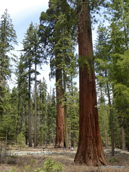 05 Mariposa Grove, Yosemite NP)