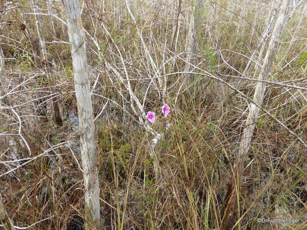 05 Pinelands Trail, Everglades