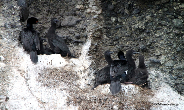 05 Tucker Islets. Magellanic Cormorant