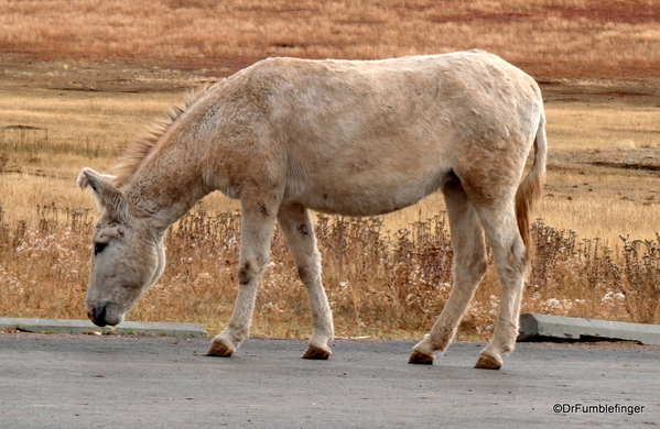 05 Wild Burros in Custer State Park