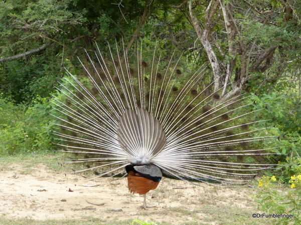 Peacock, Yala National Park