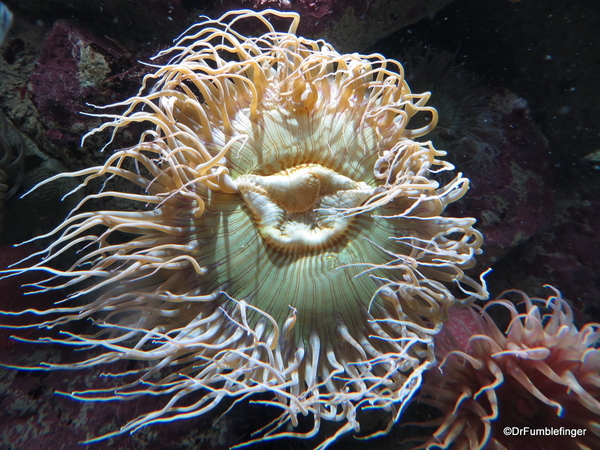 054 Monterey Bay Aquarium. Giant Green Anenome