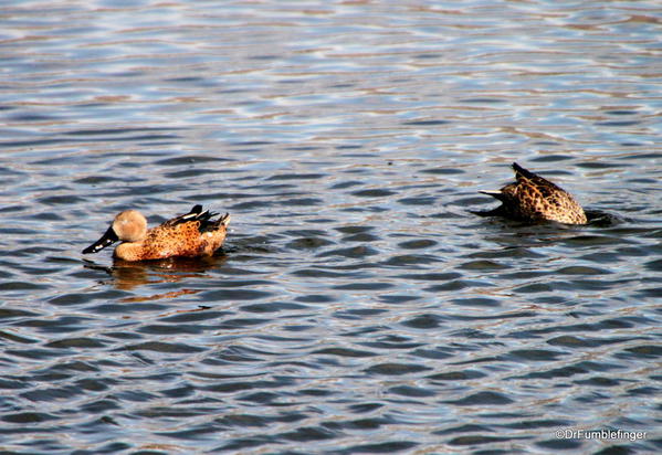 El Calafate, Argentina. Laguna Nimez Nature Preserve, Red Shoveler