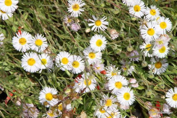 Betty Ford Alpine Garden, Vail