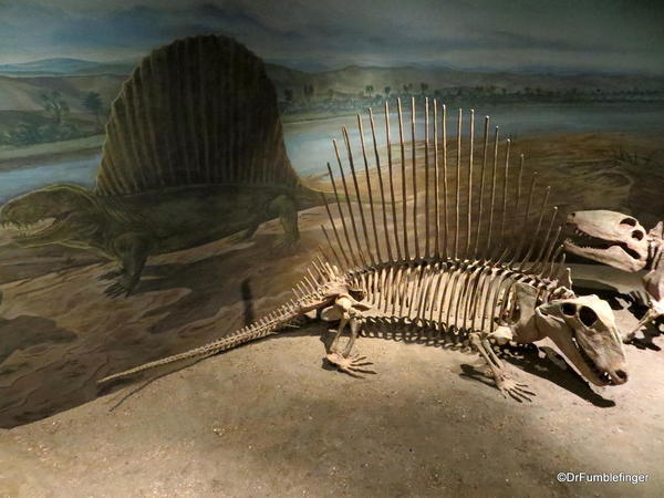 056 Royal Tyrrell Museum, Drumheller. Dimetrodon