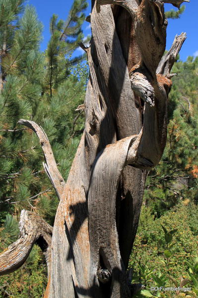 Betty Ford Alpine Garden, Vail