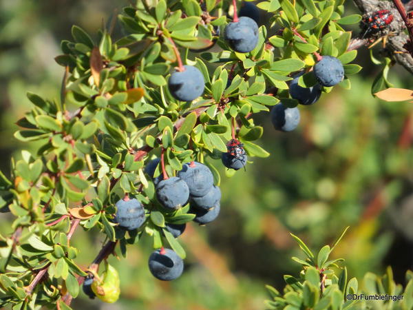 El Calafate berries, Laguna Nimez Nature Preserve