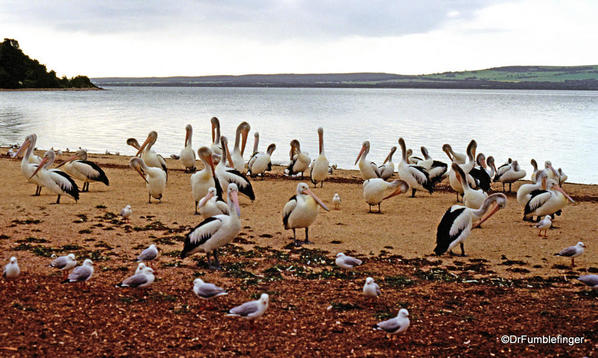 062 Kangaroo Island, Kingscote, Pelicans