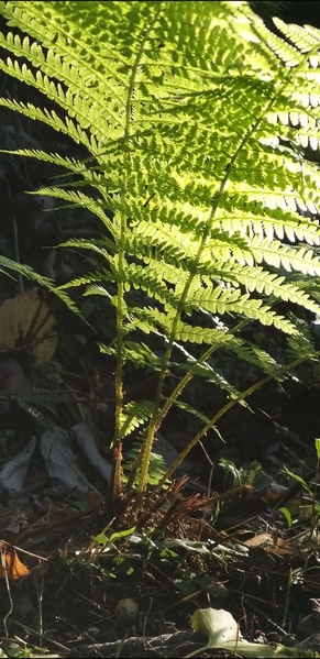 06 2019-10-27 Georgia Batumi Botanical Garden Mtirala National Park 37