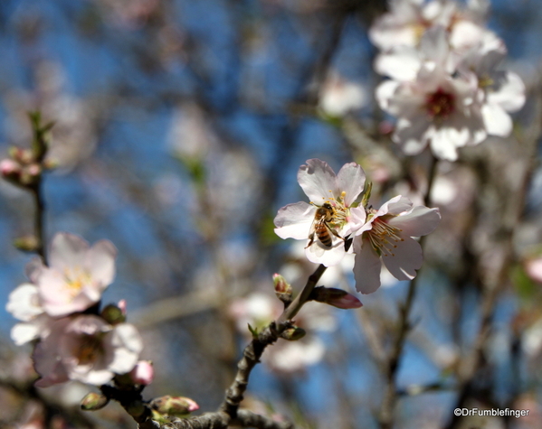 06 Almond blossoms, Agrigento