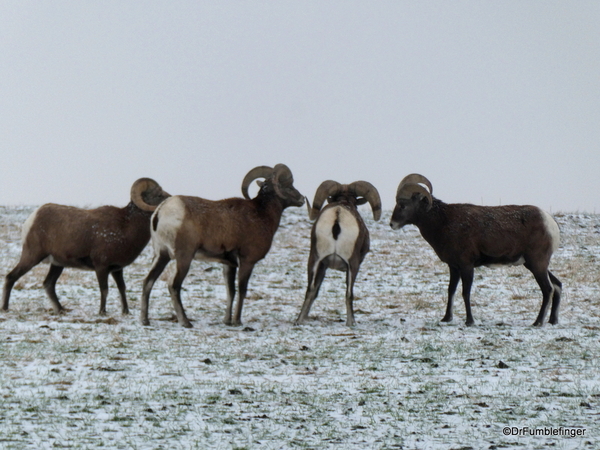 06 Bighorn Sheep SD Badlands