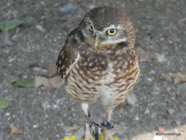 06 Birds of Prey Center, Coaldale