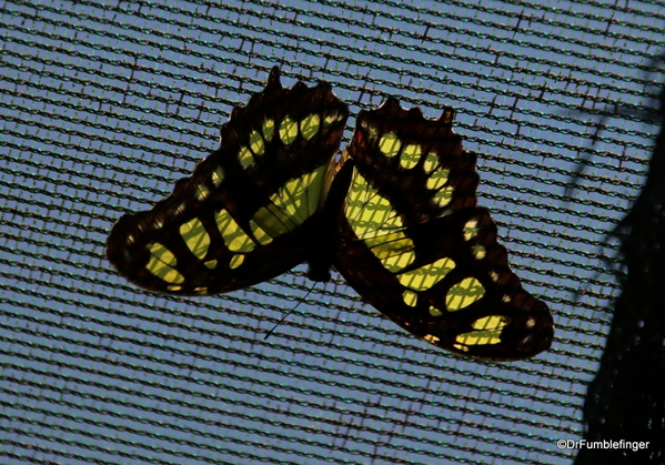 06 Butterfly garden at Guapiles