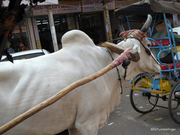 06 Chandi Chowk Market (57)