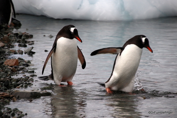 06 Danco Island Penguins