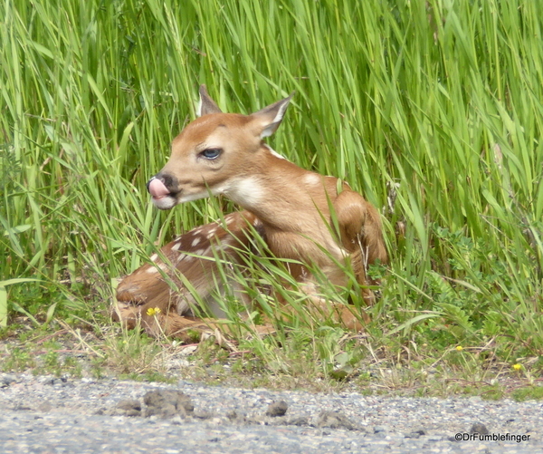 06 Deer and Fawn (5)