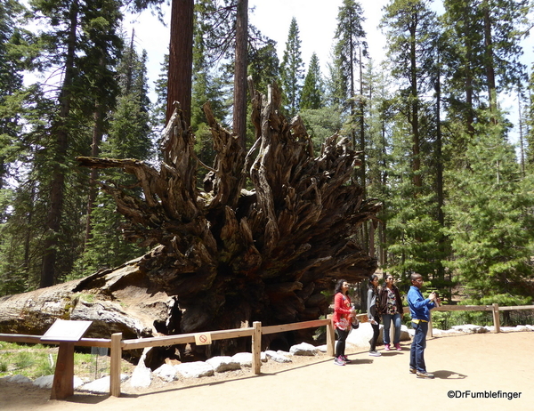 06 Mariposa Grove, Yosemite NP)