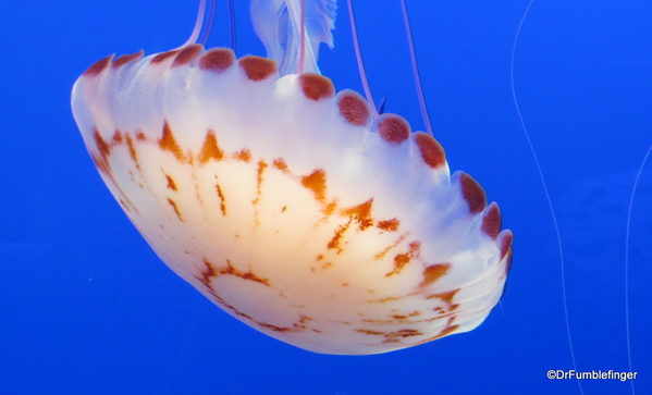 06 Monterey Bay Aquarium. Purple-striped jelly