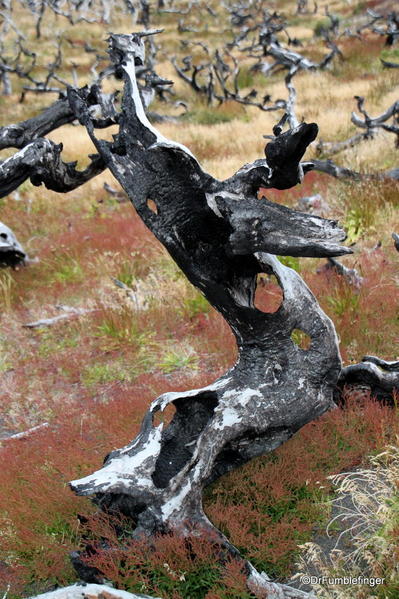 06 Paines Massif, Torres Del Paine (78)