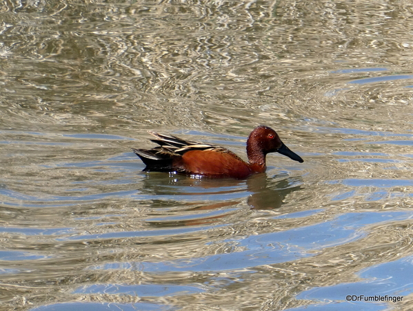 06 Reno wetlands cinnamon teal