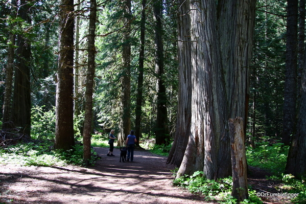 06 Ross Creek Cedars