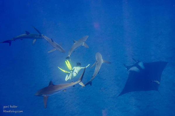 06 Snorkelling with Silkies