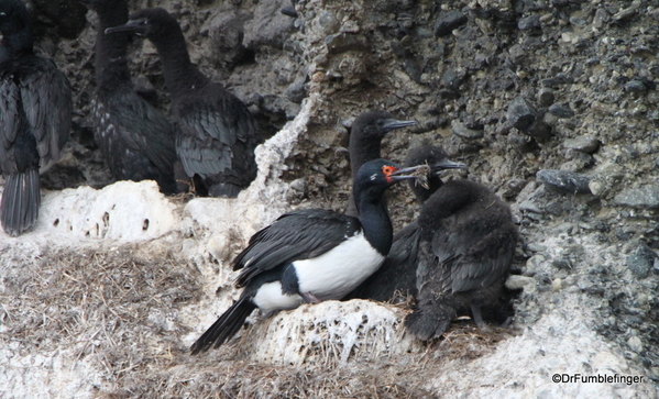 06 Tucker Islets. Magellanic Cormorant