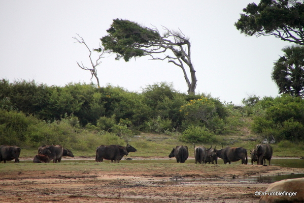 06 Yala NP