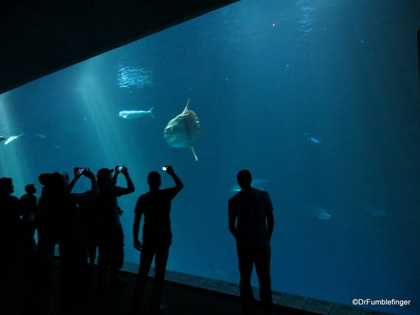 067 Monterey Bay Aquarium. The Open Sea