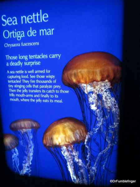 06a Monterey Bay Aquarium. Sea Nettle