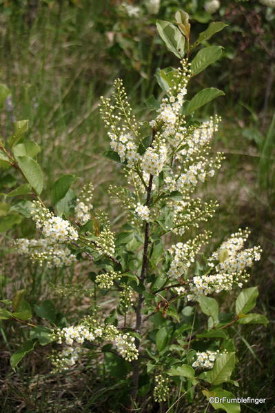 Wildflowers, Horseshoe Canyon