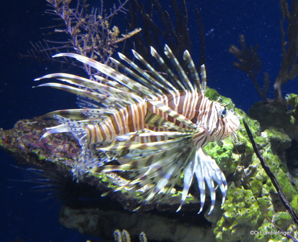 071 Monterey Bay Aquarium. Lionfish