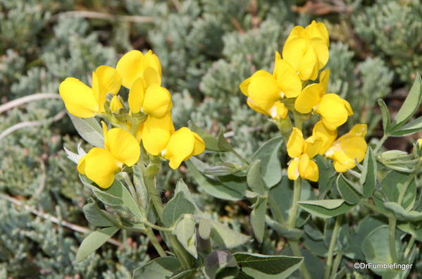 Wildflowers, Horseshoe Canyon