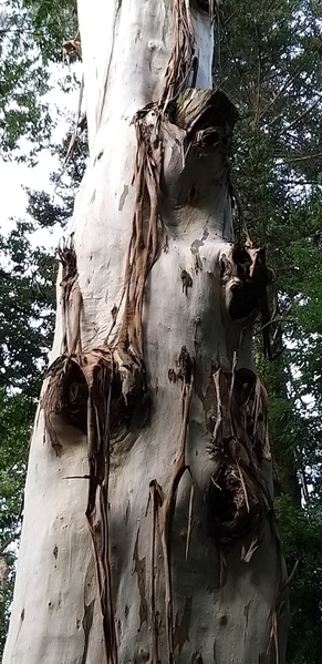 07 2019-10-27 Georgia Batumi Botanical Garden Mtirala National Park 13