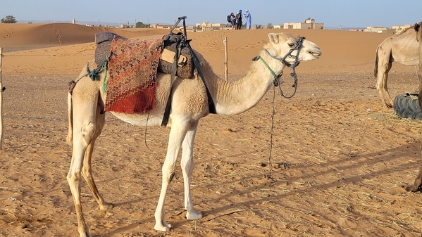 07 2023-09-18 Morocco Merzouga Desert Camels 05